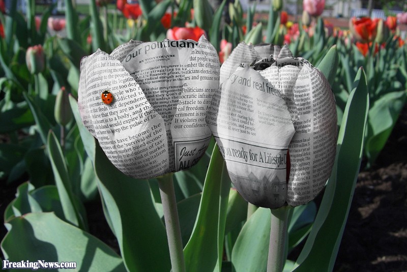 tulip dari koran