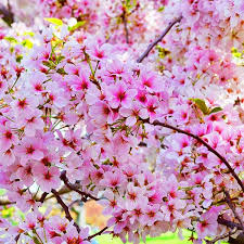 Lem Kertas Terbaik Untuk Menciptakan Bunga Sakura Dari Kertas Krep