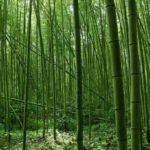 hutan bambu