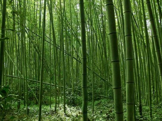 Diandalkan Pelaku Usaha, Ini Lem untuk Bambu yang Bagus dan Tips untuk Menggunakannya