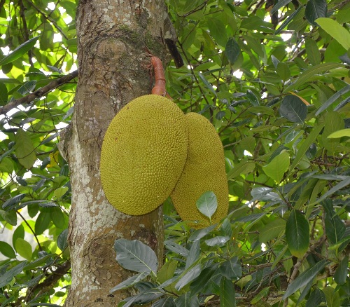  Kayu  Nangka  sebagai Produk Kerajinan  Kenapa Tidak 